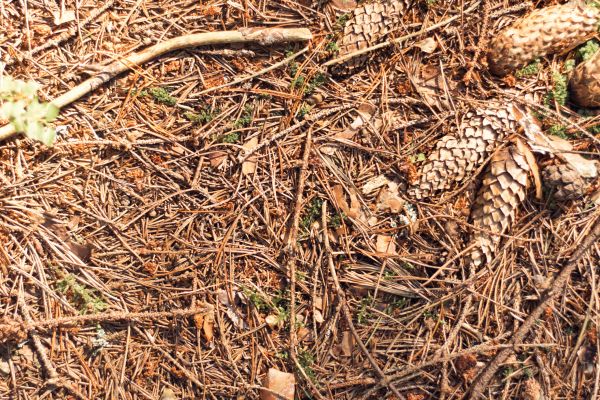 Pine Needles Removal in Hendersonville