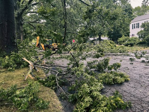 Tree Branch Disposal in Hendersonville