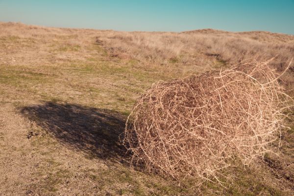 Tumbleweed Removal in Hendersonville