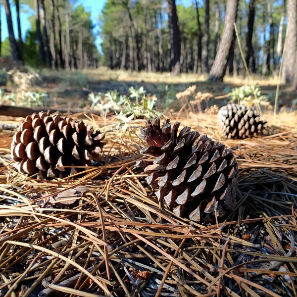 Pine Cone Removal in Hendersonville