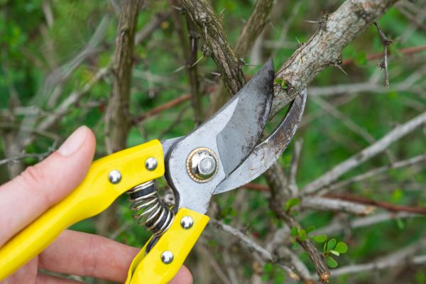 Limbs Removal in Hendersonville