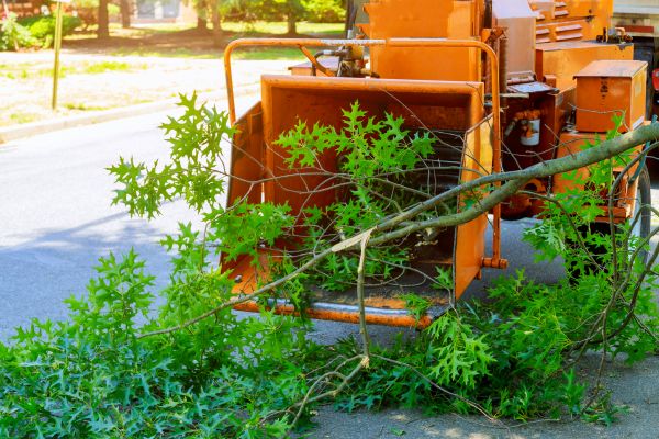 Tree Branches Removal in Hendersonville