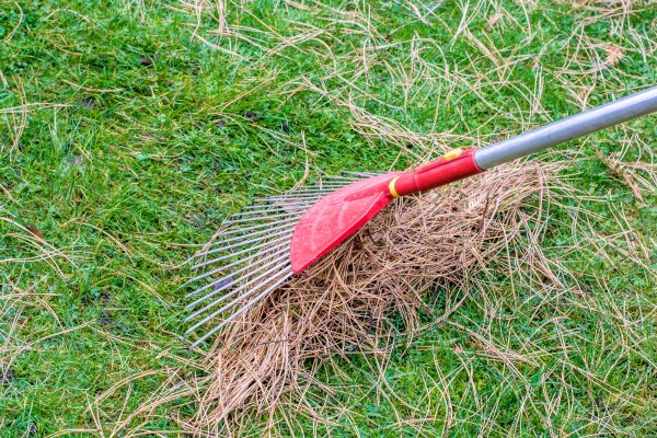 Yard Raking in Hendersonville