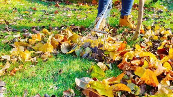 Lawn Cleanup Service in Hendersonville