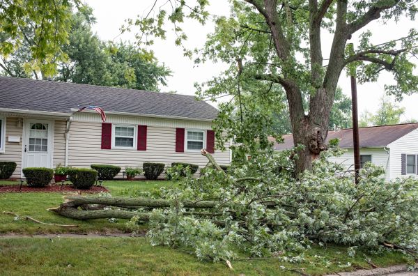 Fallen Branch Removal in Hendersonville