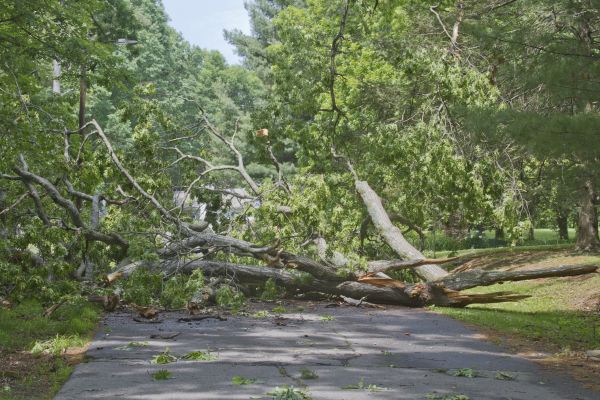 Tree Debris Removal in Hendersonville